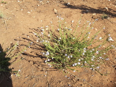 Penstemon linarioides