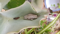 Dendropsophus luddeckei