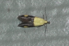 Oecophora bractella