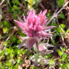 Castilleja parviflora albida