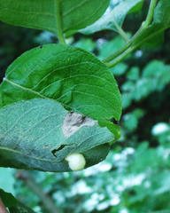 Euura pedunculi