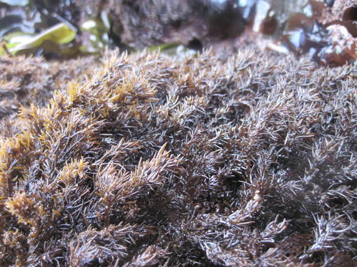 Black Pine (Multi-Agency Rocky Intertidal Network ) · iNaturalist