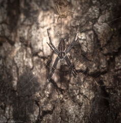 Argiope ocyaloides