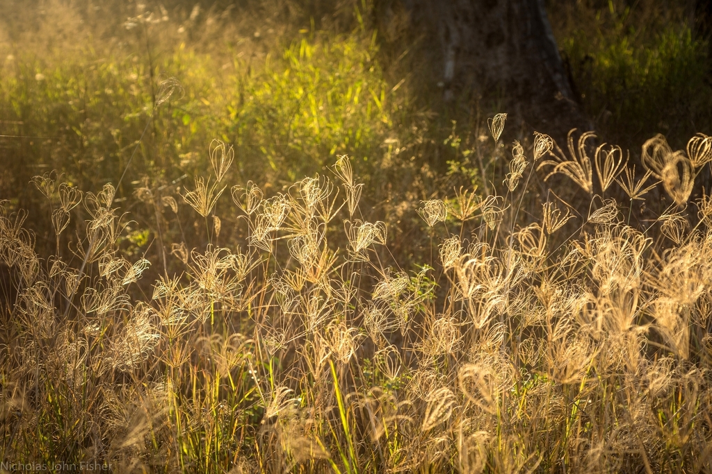 windmill grasses