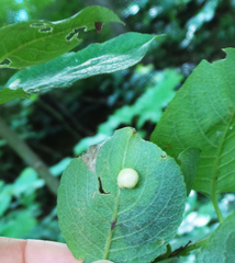 Euura pedunculi