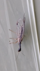 Dichrostigma flavipes