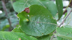 Euura pedunculi