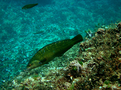 Malapterus reticulatus