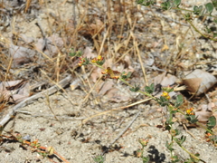 Chrysanthrax edititius