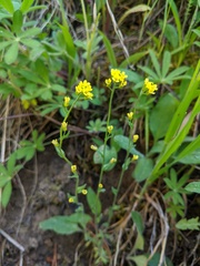 Draba aurea