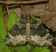 Ecliptopera silaceata albolineata