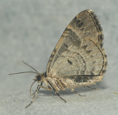 Ecliptopera silaceata albolineata