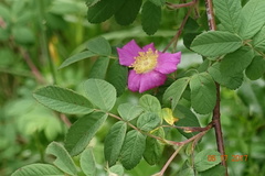 Rosa pisocarpa