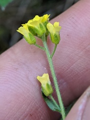 Draba aurea