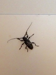 Aegomorphus modestus