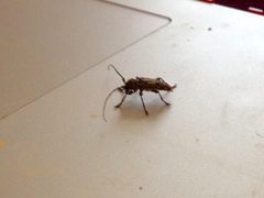 Aegomorphus modestus