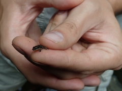 Epipedobates machalilla