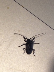 Aegomorphus modestus