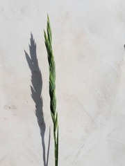 Elymus trachycaulus