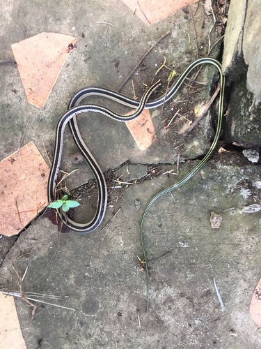 Photo of a Striped Lowland Snake (Leptodrymus pulcherrimus)
