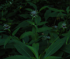Monarda clinopodia