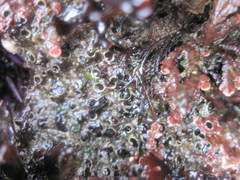Dodecaceria fewkesi