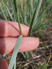 Elymus trachycaulus