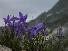 Campanula excisa
