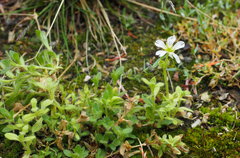 Cerastium nigrescens arcticum