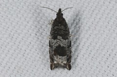 Ancylis achatana