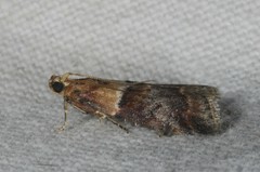 Acrobasis repandana