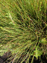 Anthochortus ecklonii