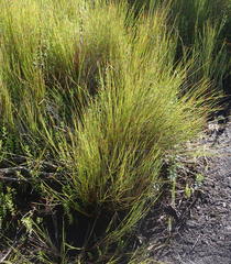 Anthochortus ecklonii