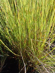 Anthochortus ecklonii