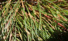 Anthochortus ecklonii