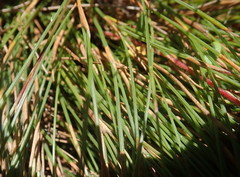 Anthochortus ecklonii