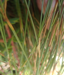 Anthochortus ecklonii