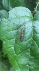 Nephrotoma flavipalpis