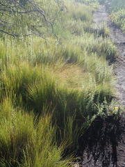 Anthochortus ecklonii
