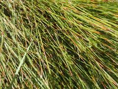 Anthochortus ecklonii