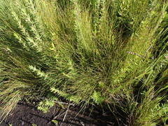 Anthochortus ecklonii