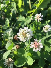 Trifolium repens