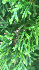Nephrotoma flavipalpis