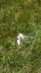 Eriophorum latifolium