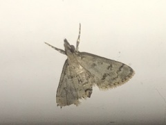 Dolicharthria bruguieralis