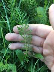 Achillea millefolium