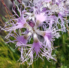 Dianthus superbus alpestris