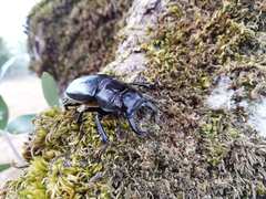 Lucanus barbarossa