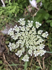 Daucus carota