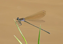 Argia tezpi